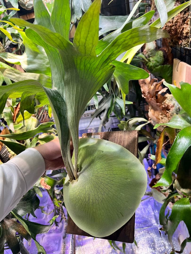 ビカクシダ　ヒリー　ナンプー　hillii nampu OC 板付　大株