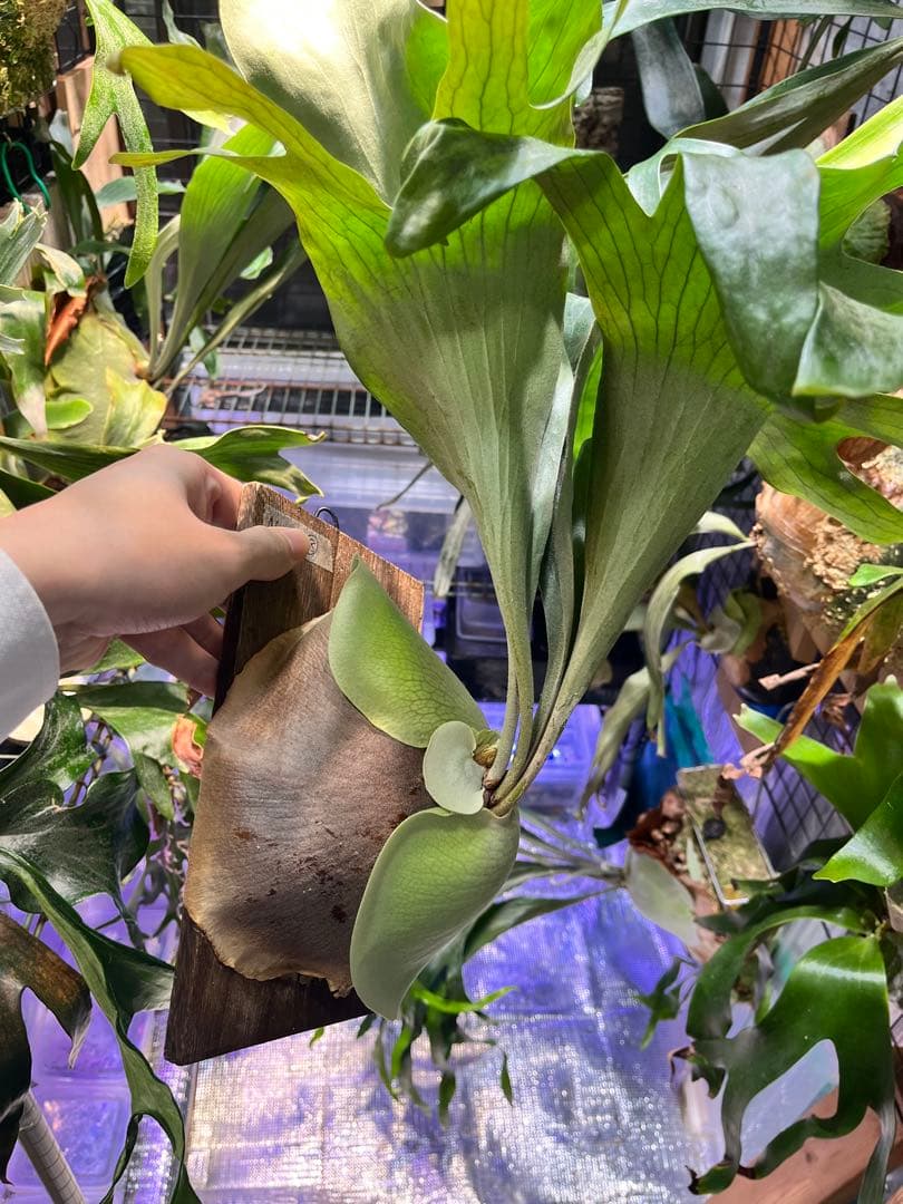 ビカクシダ　ヒリー　ナンプー　hillii nampu OC 板付　大株