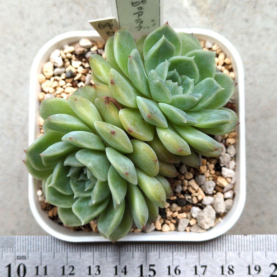 64. 多肉植物 ピュアラブ 800円【抜き苗】