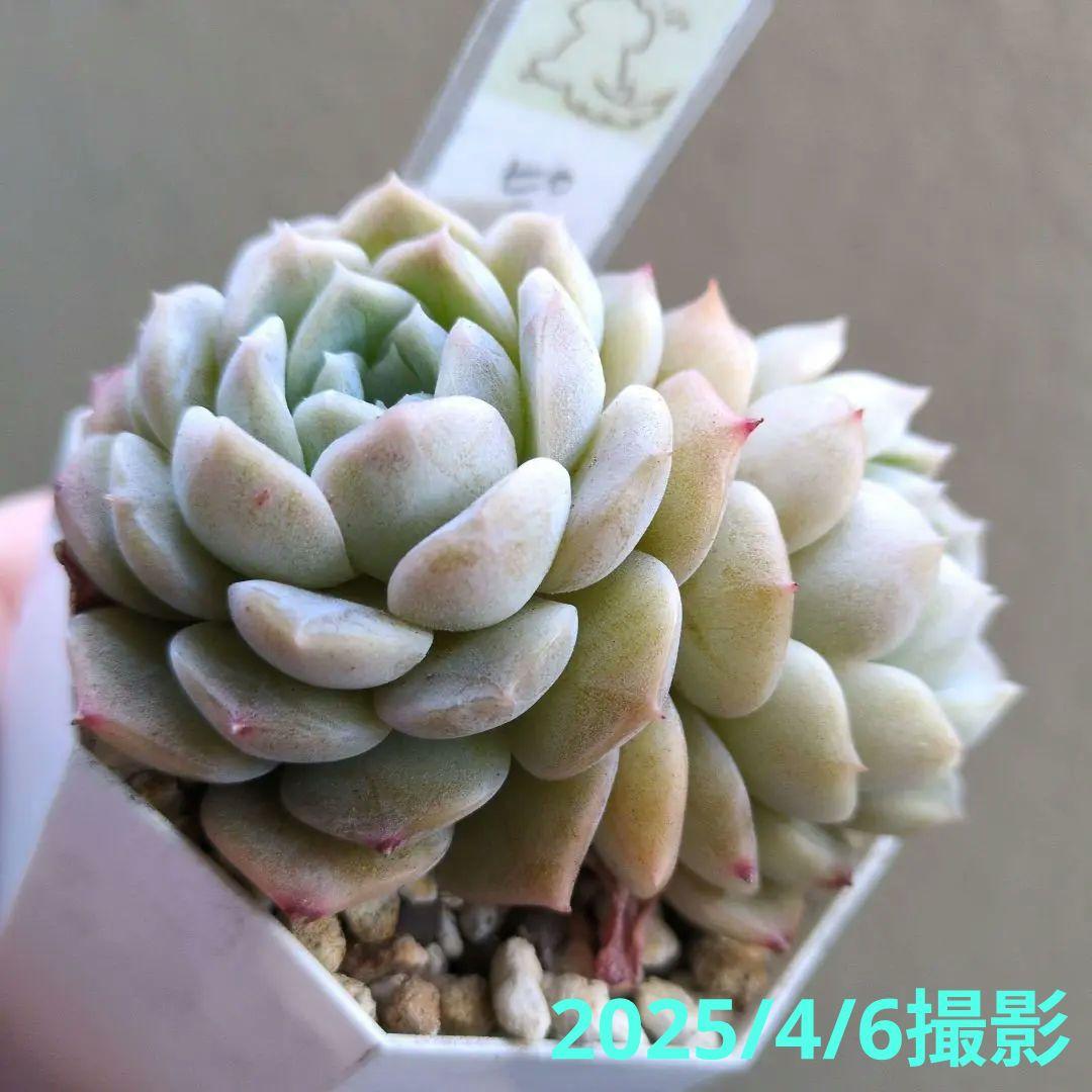 64. 多肉植物 ピュアラブ 800円【抜き苗】