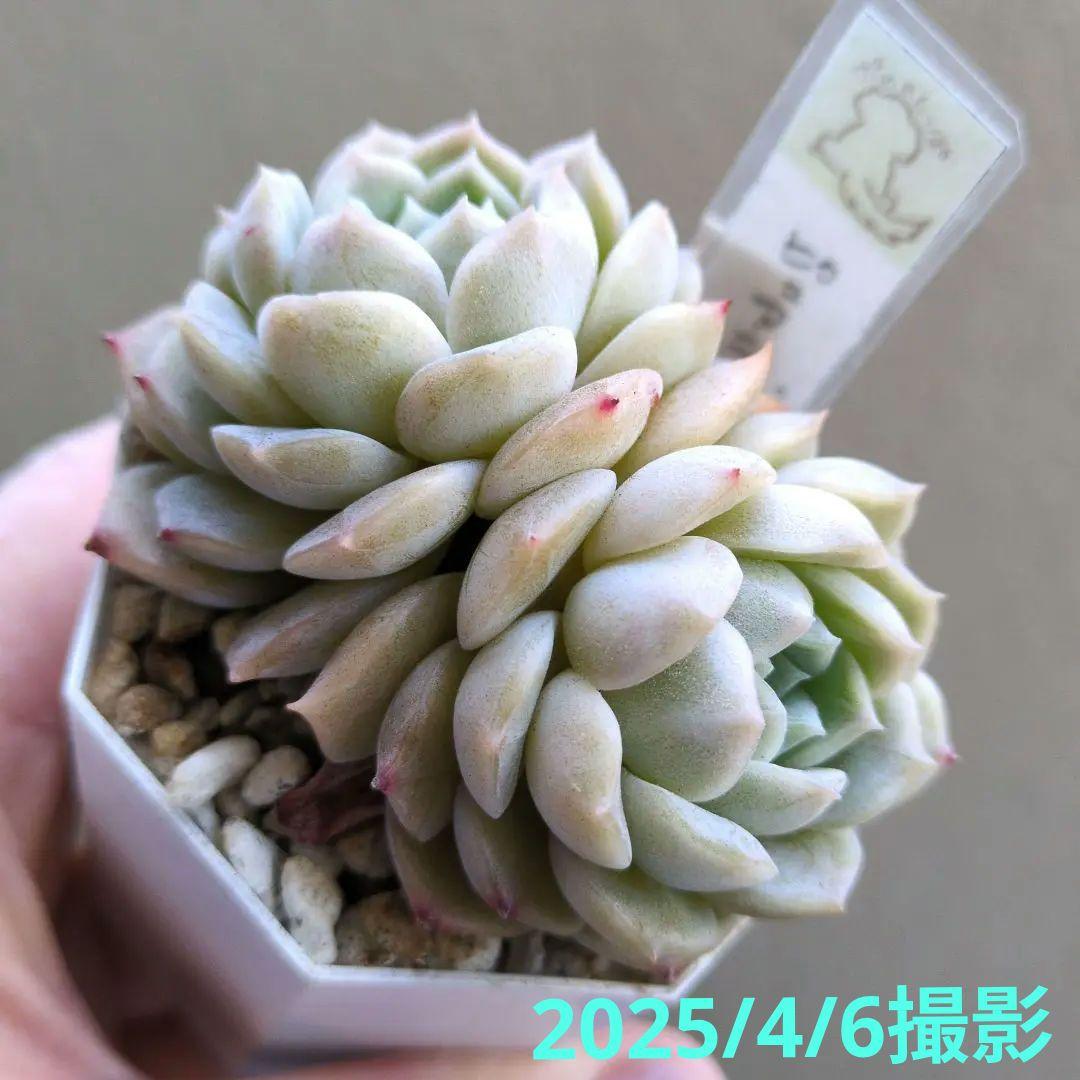 64. 多肉植物 ピュアラブ 800円【抜き苗】