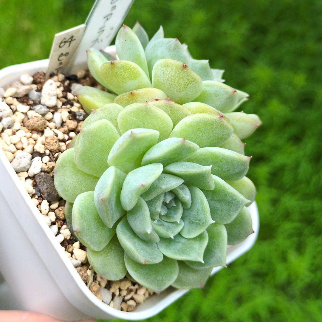 64. 多肉植物 ピュアラブ 800円【抜き苗】