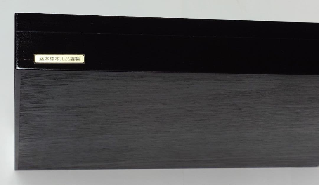 藤本標本用品謹製　標本箱（ドイツ箱）