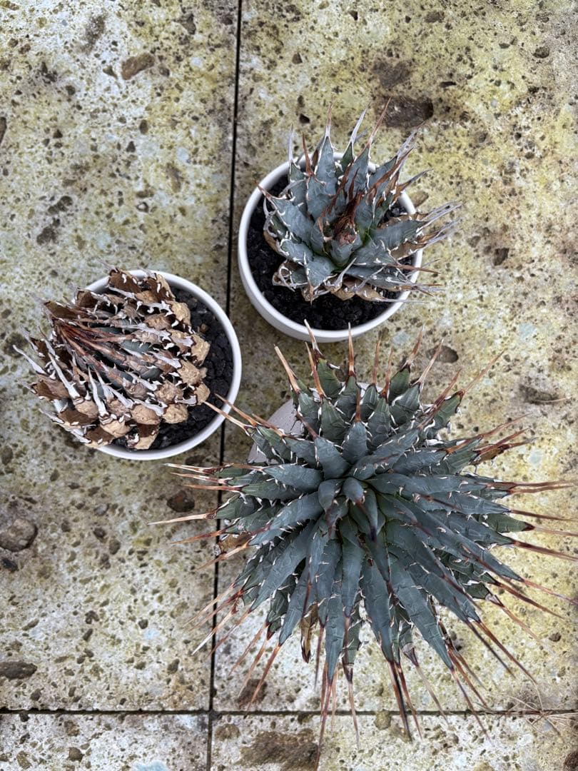 エボリスピナ　現地株　発根済個体３鉢セット