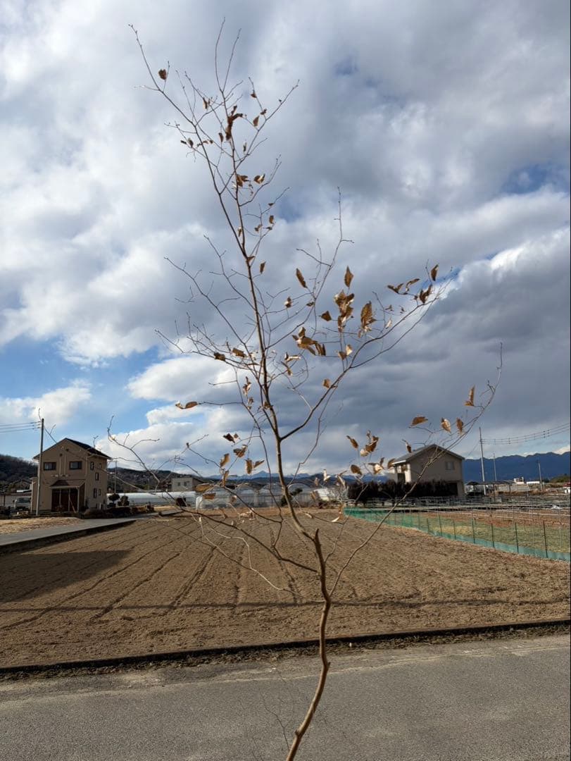 山採り ヤマコウバシ 自然樹形