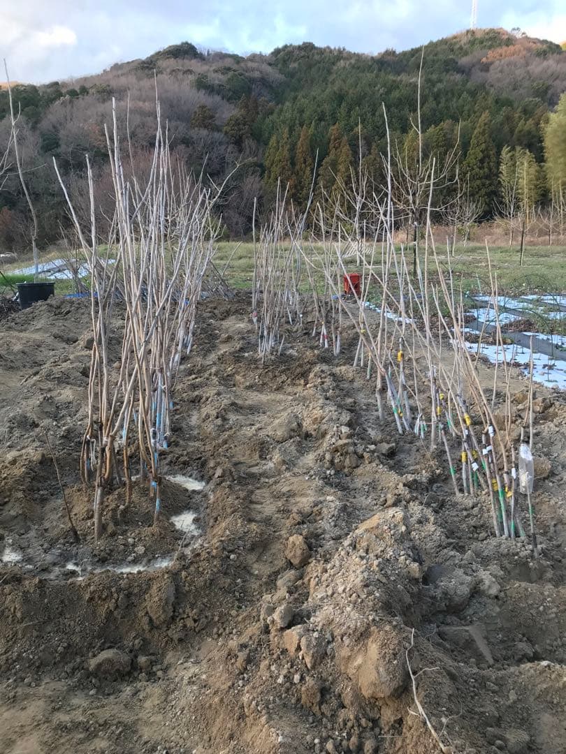 ピーカンナッツ　接木地堀苗　“キャド”