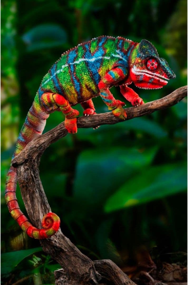 新品未開封いきもの大図鑑プレミアムパンサーカメレオン　グリーンレッド　2体セット