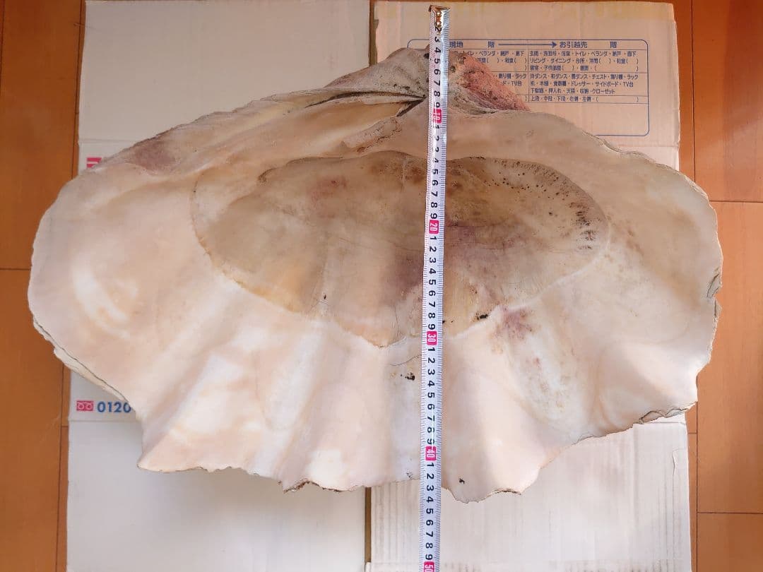 オオシャコガイ シャコ貝 約67×約44×24ｃｍ 約28ｋｇ 希少 天然