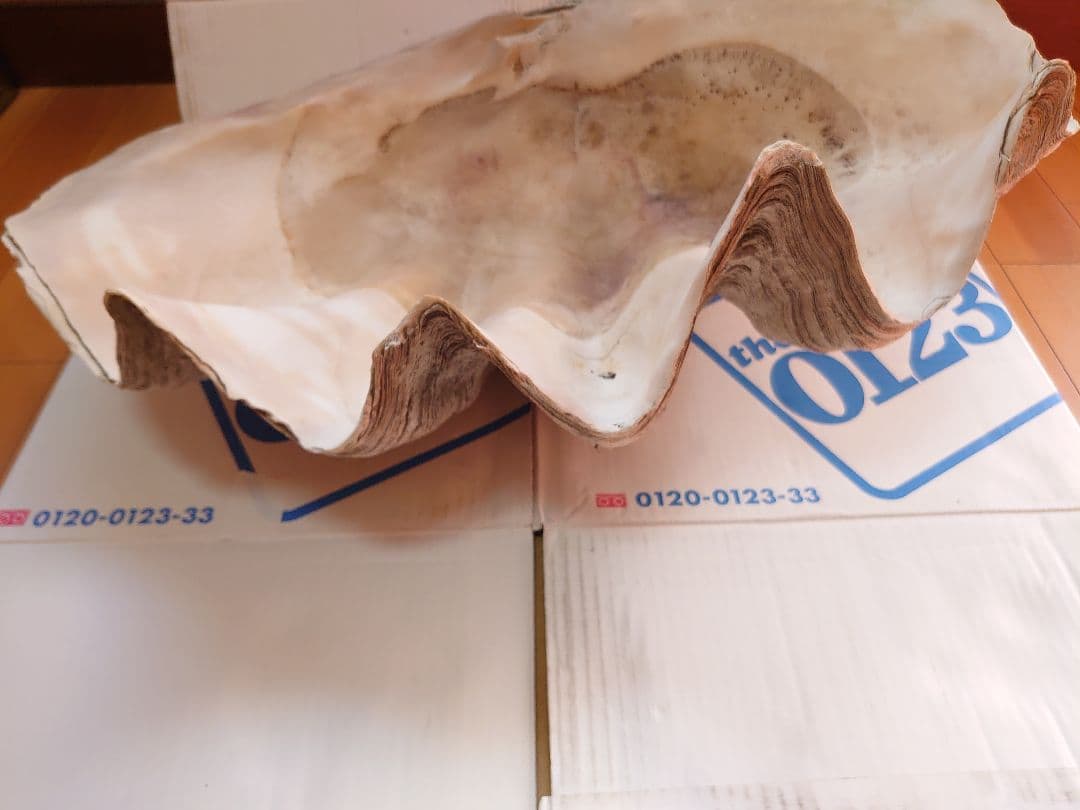 オオシャコガイ シャコ貝 約67×約44×24ｃｍ 約28ｋｇ 希少 天然