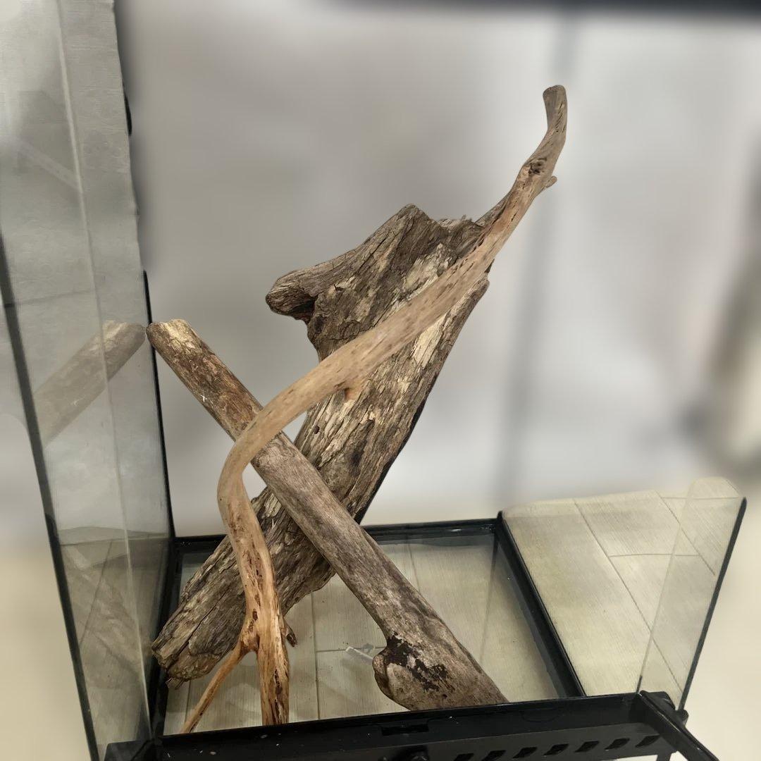 エキゾテラ　グラステラリウム　3045 流木付き