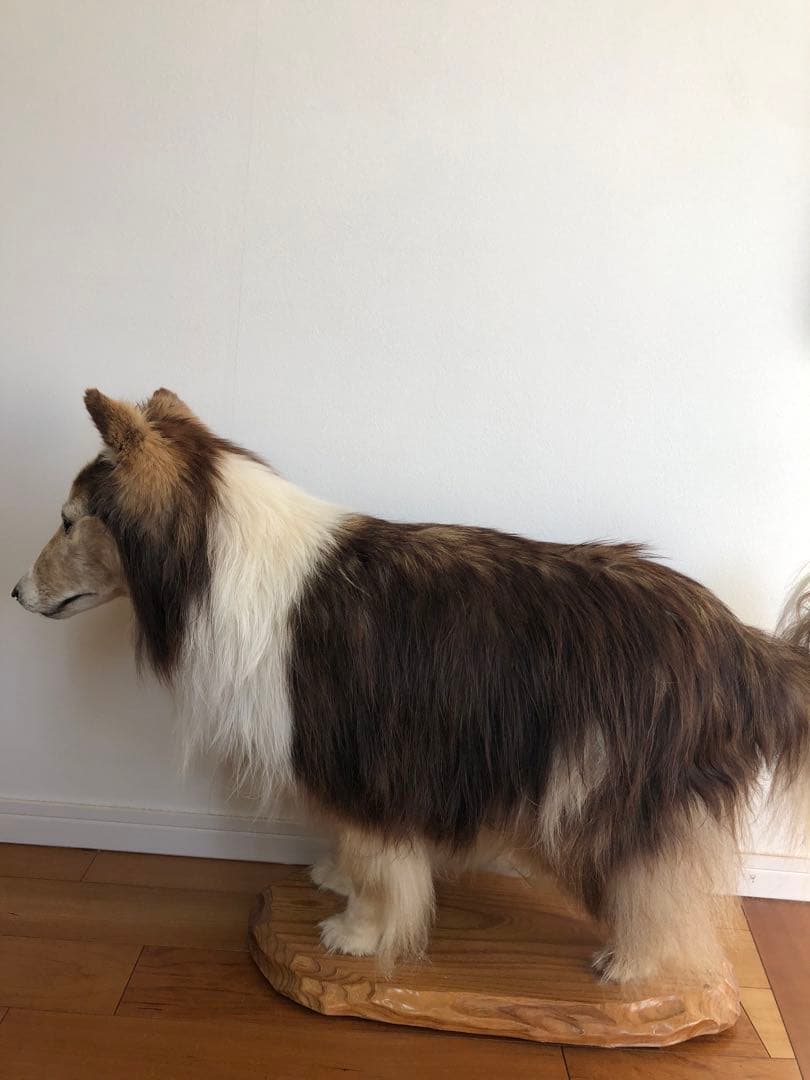 Taxidermy リアル犬の置物 茶色と白 約