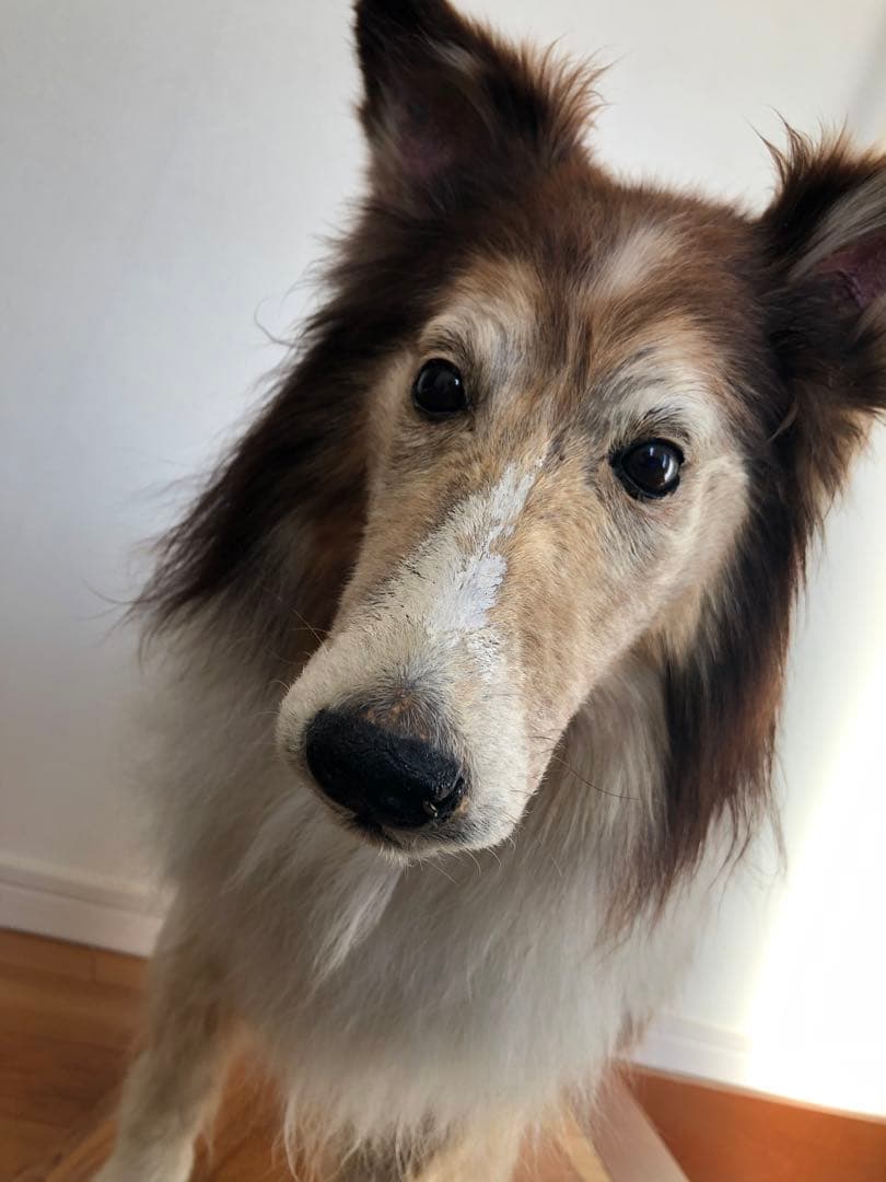 Taxidermy リアル犬の置物 茶色と白 約