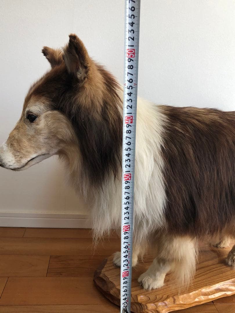 Taxidermy リアル犬の置物 茶色と白 約