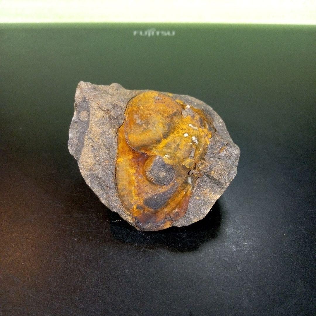 三葉虫　化石　fossil　ボリビア　trilobite　海生動物　三葉虫識別➁