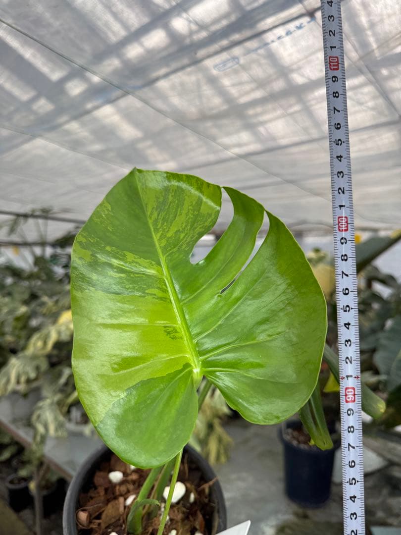 トシ　モンステラ　GOG抹茶斑入り