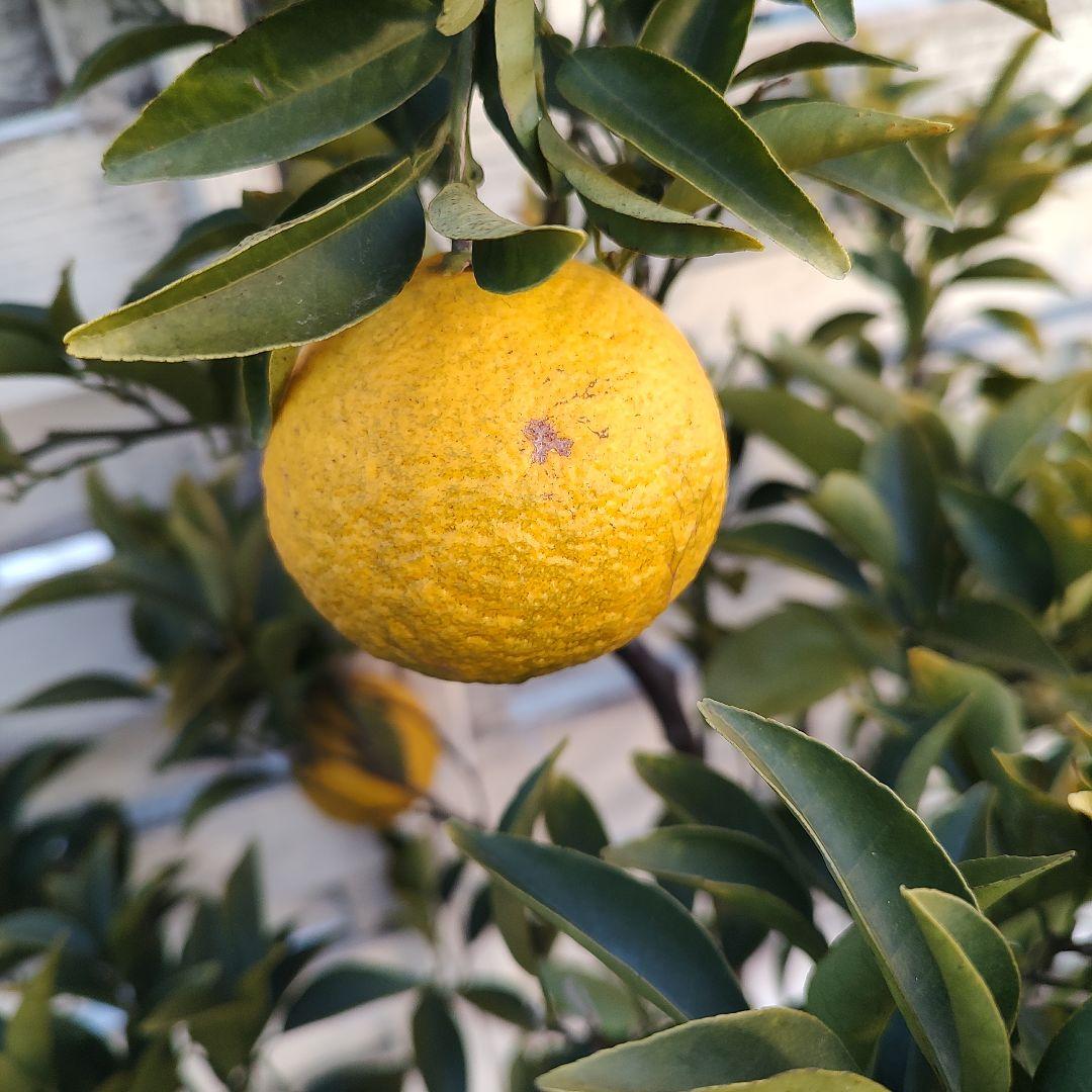 ドット 日向夏 ニューサマーオレンジ 5年生 苗木