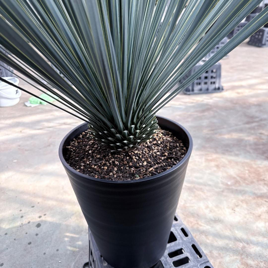 【AL1185】ユッカ　ロストラータ　ランチョブルー