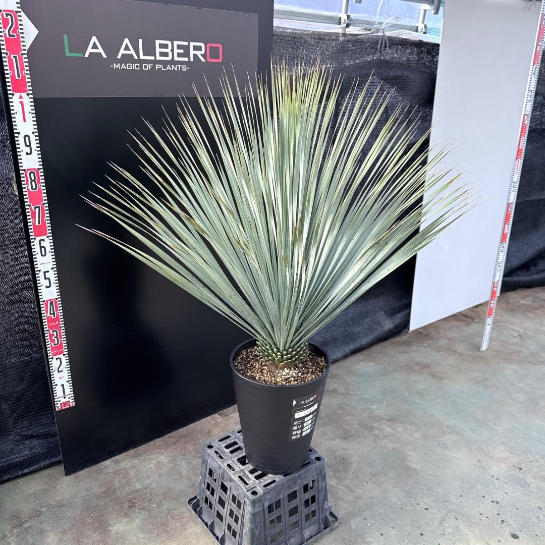 【AL1185】ユッカ　ロストラータ　ランチョブルー