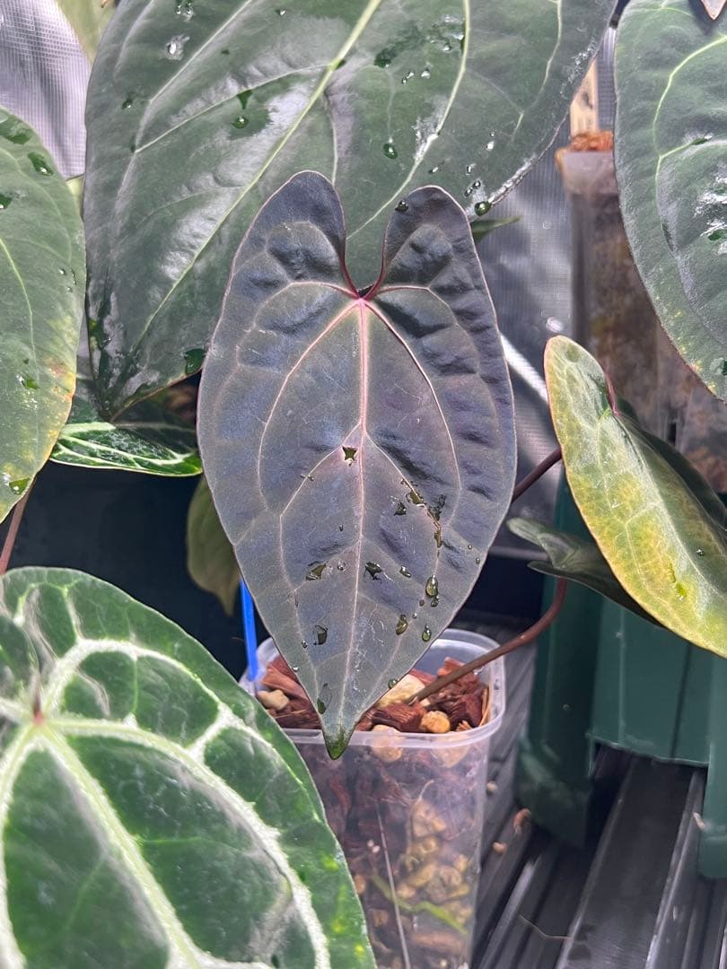 RedVeinDerPhoenix × Besseae off Ghost