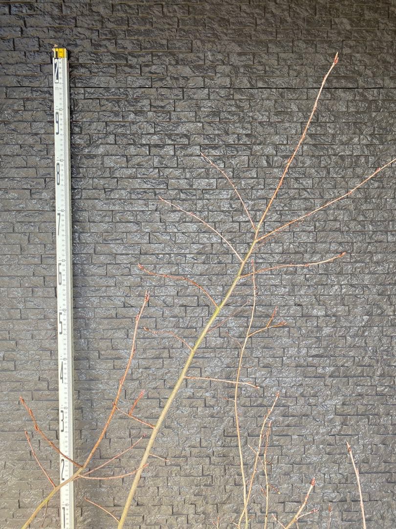 ジューンベリー　株立ち　樹高H1.7m