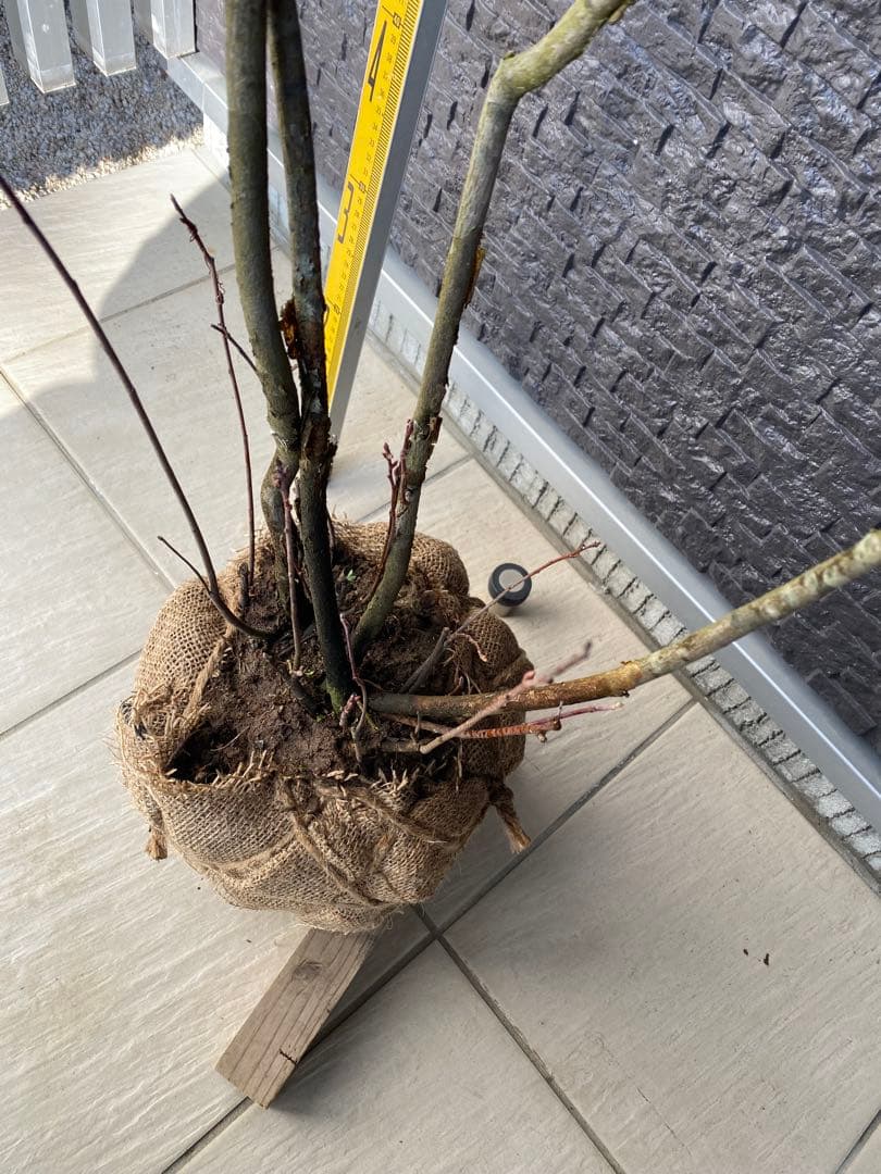 ジューンベリー　株立ち　樹高H1.7m