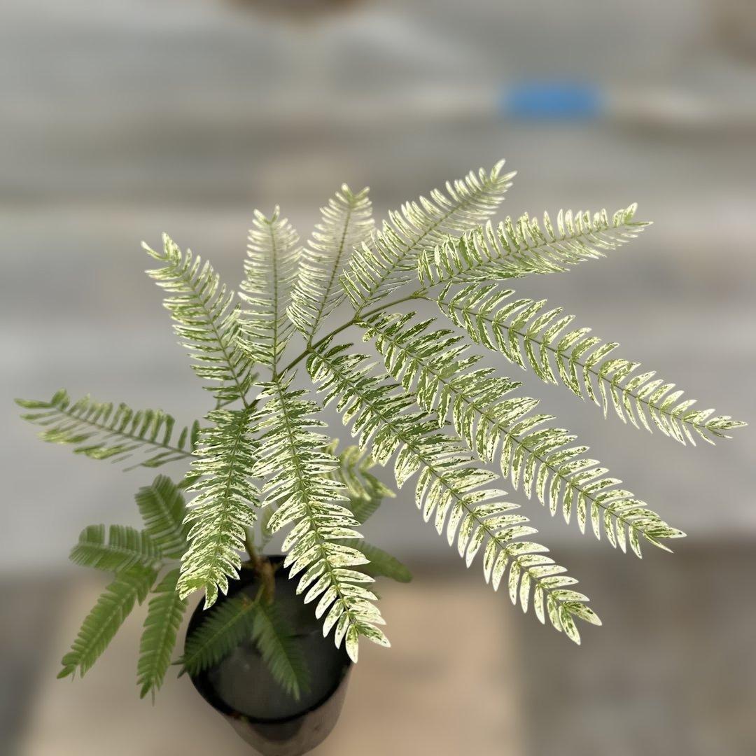 k*p様 エバーフレッシュ斑入り