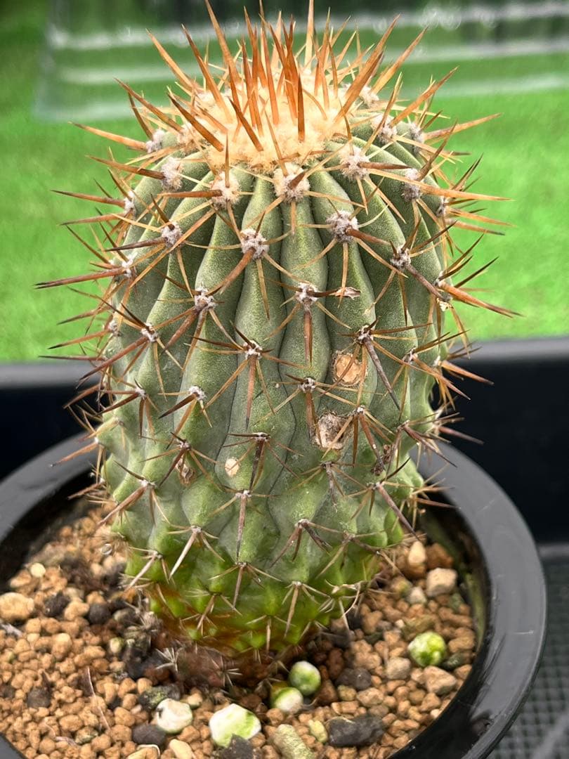 サボテン　コピアポア　実生　コルムナアルバ