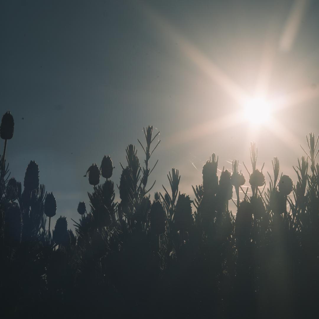 棚卸SALE！バブルボケ！TRIOPLAN 100mm ゼブラ