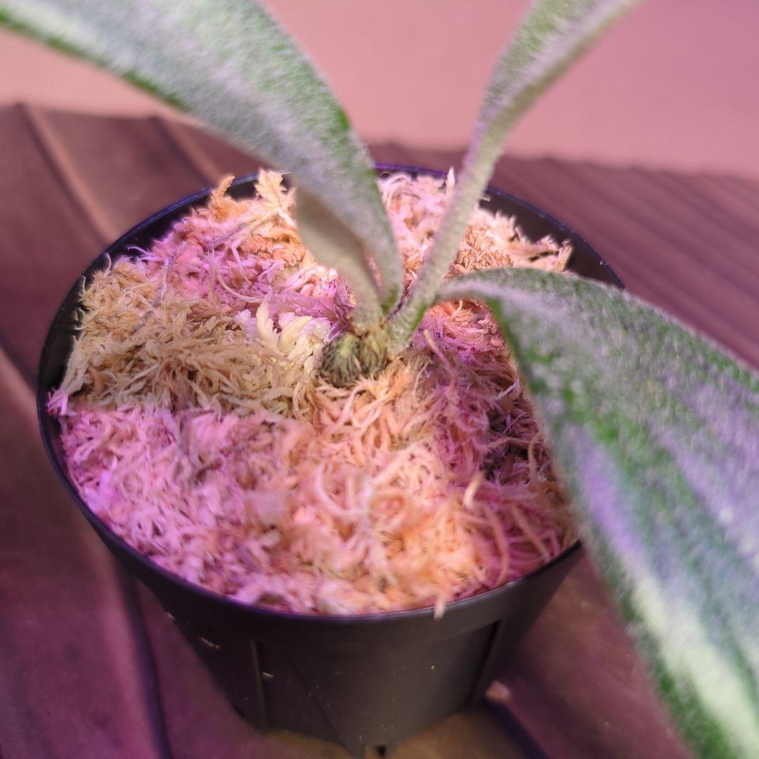 【1株限定出品】P.Mt.Lewis oc/ビカクシダ