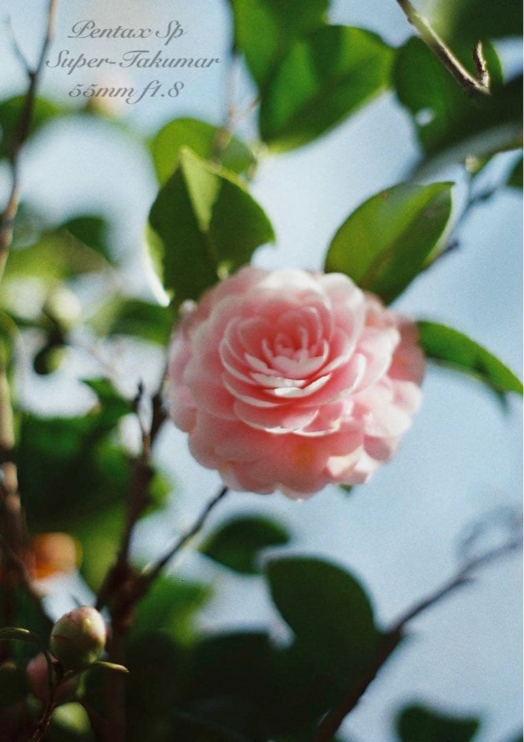 ★あっきぃ★初期保証付！pentax sp★作例多数★フィルム入門に！