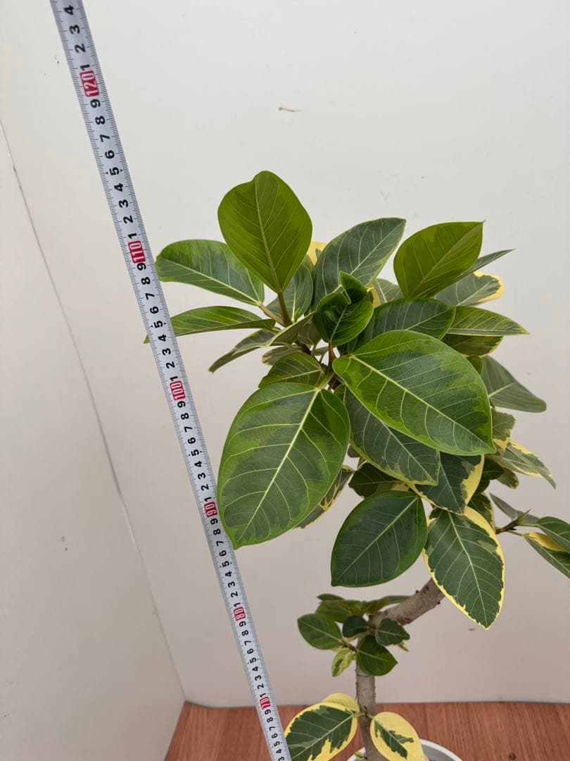 フィカス　アルテシマ　曲がり　1