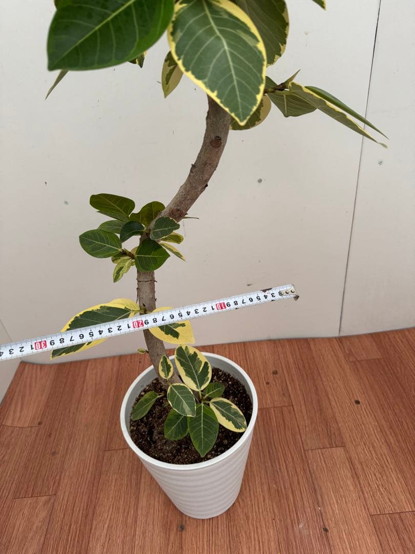 フィカス　アルテシマ　曲がり　1