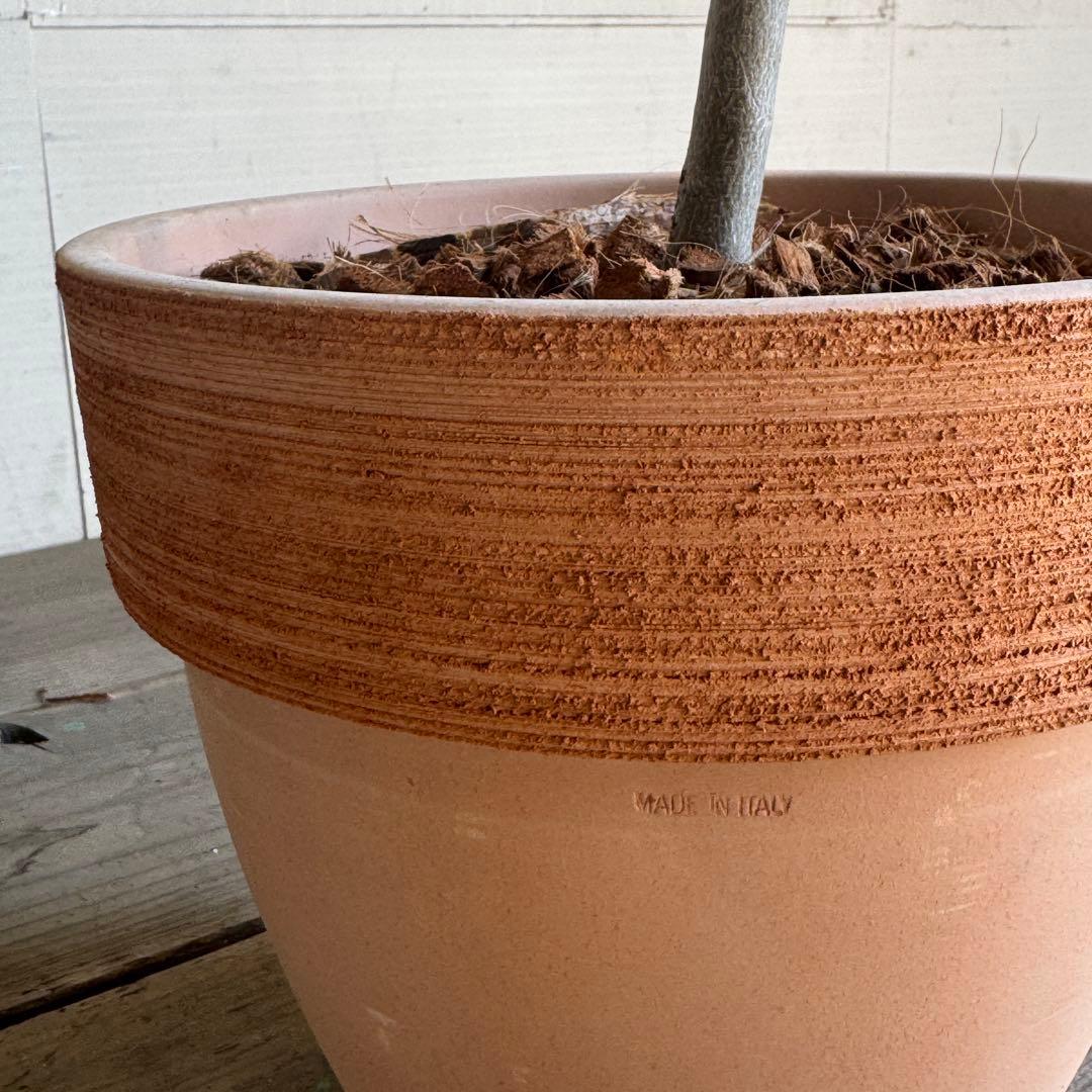 オリーブの木　イタリア製　テラコッタ植木　エルグレコ　H130