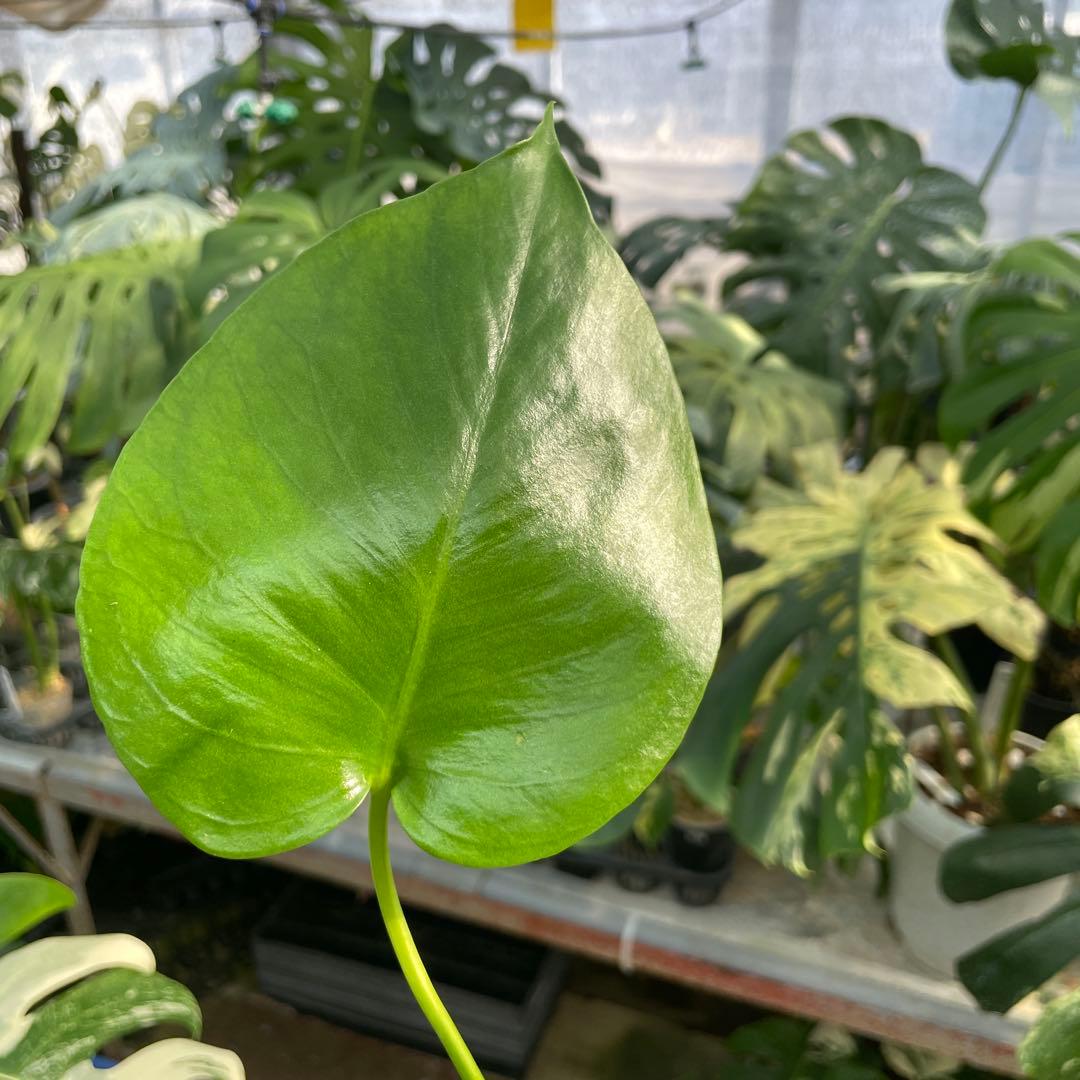 MS16 モンステラ　イエローマリリン　黄斑入り