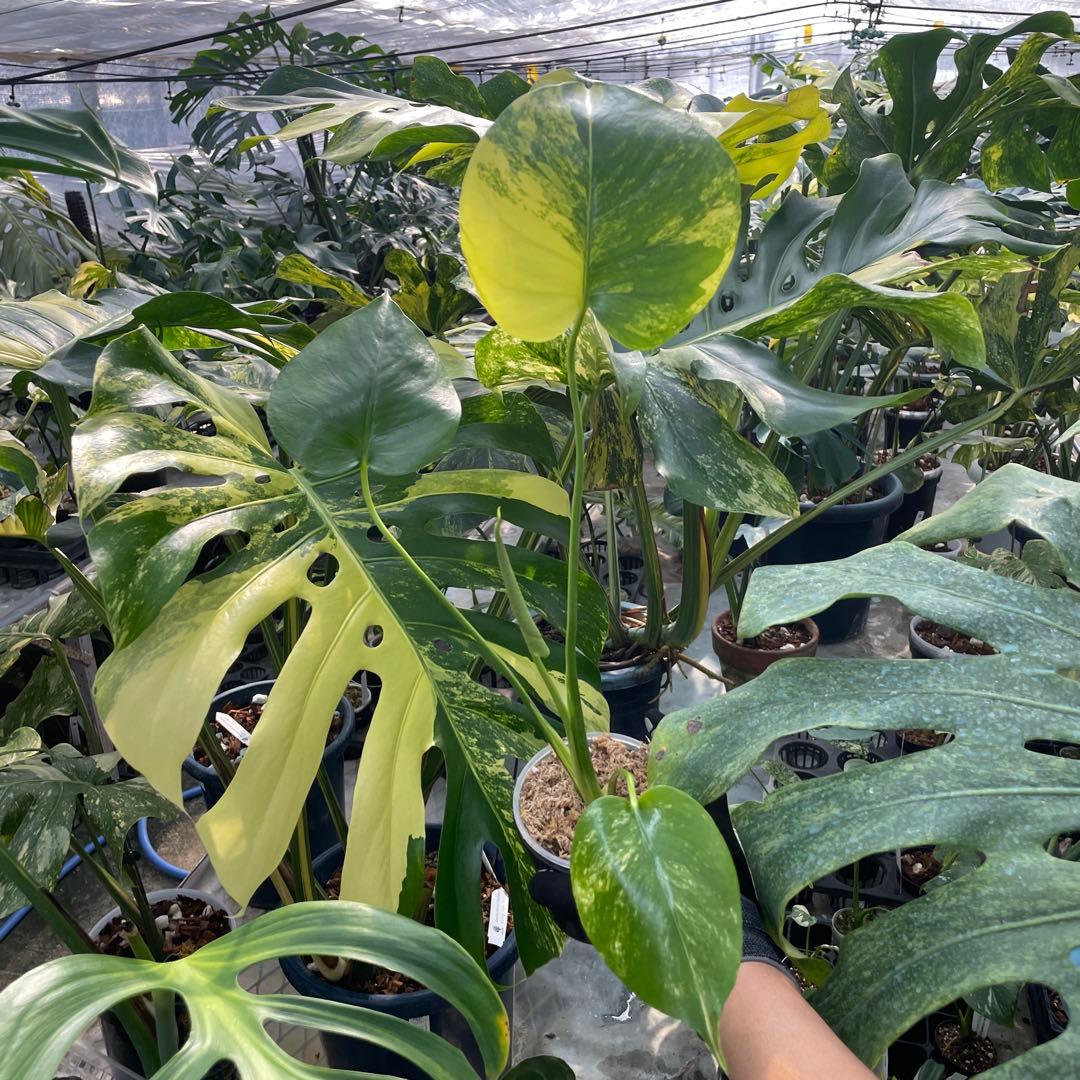 MS16 モンステラ　イエローマリリン　黄斑入り