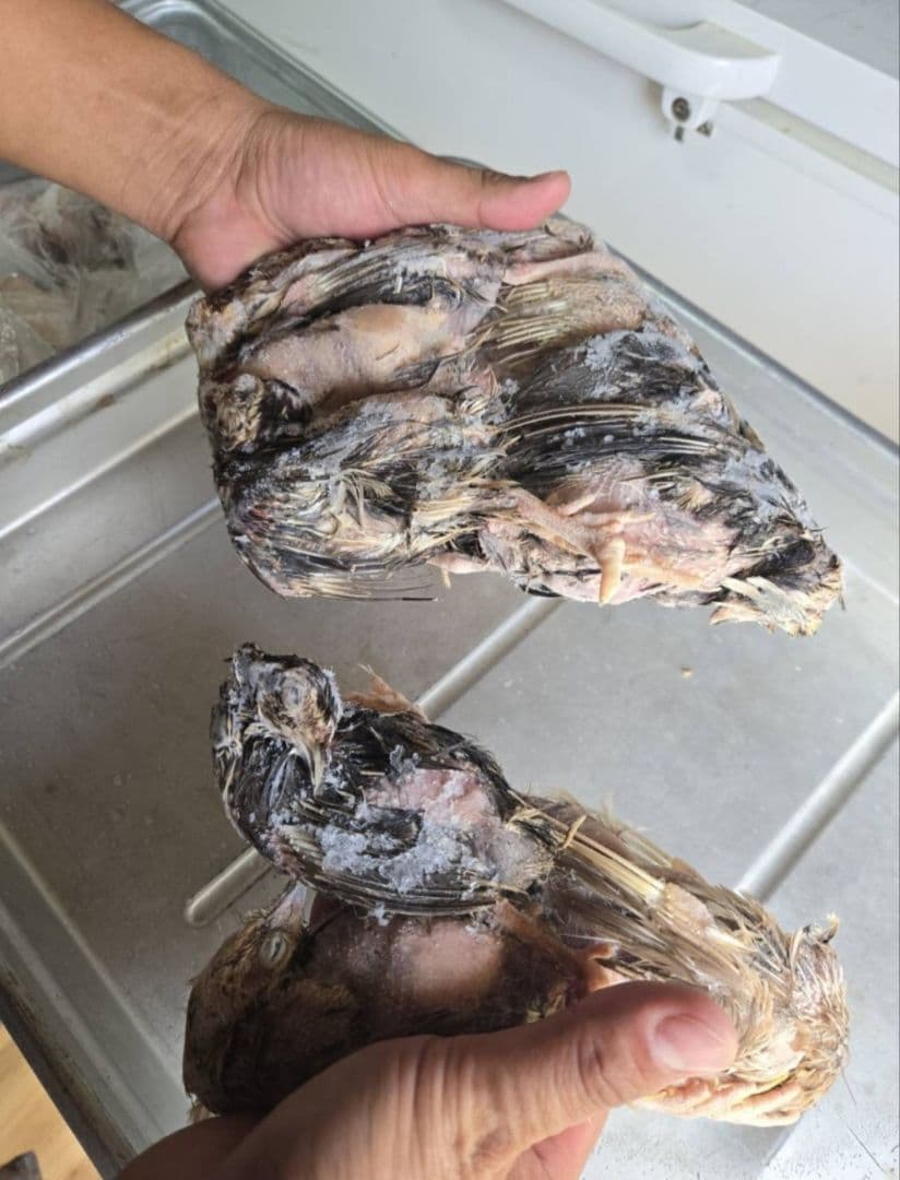 数量限定冷凍ウズラ 200羽 送料無料 10羽入りパック