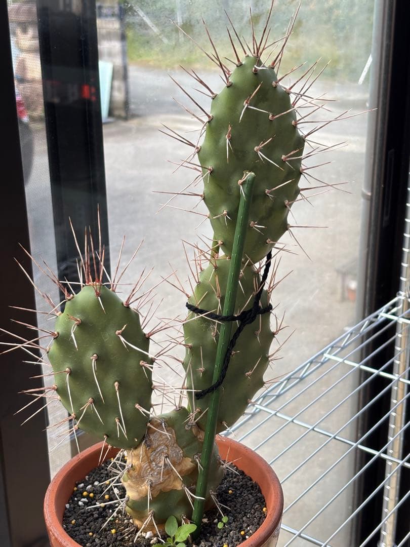 多肉植物 硫黄団扇　狂刺シリーズ