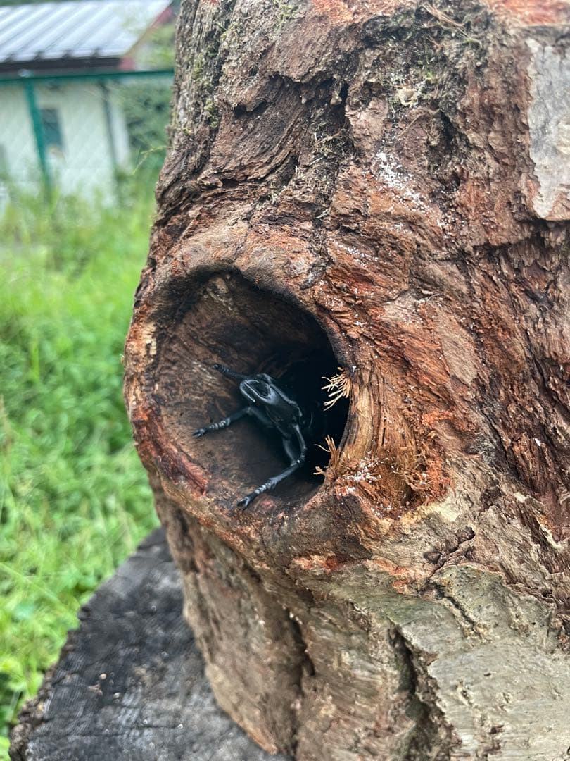 クワリウム　特大サイズ　シェルター　登り木　エサ台