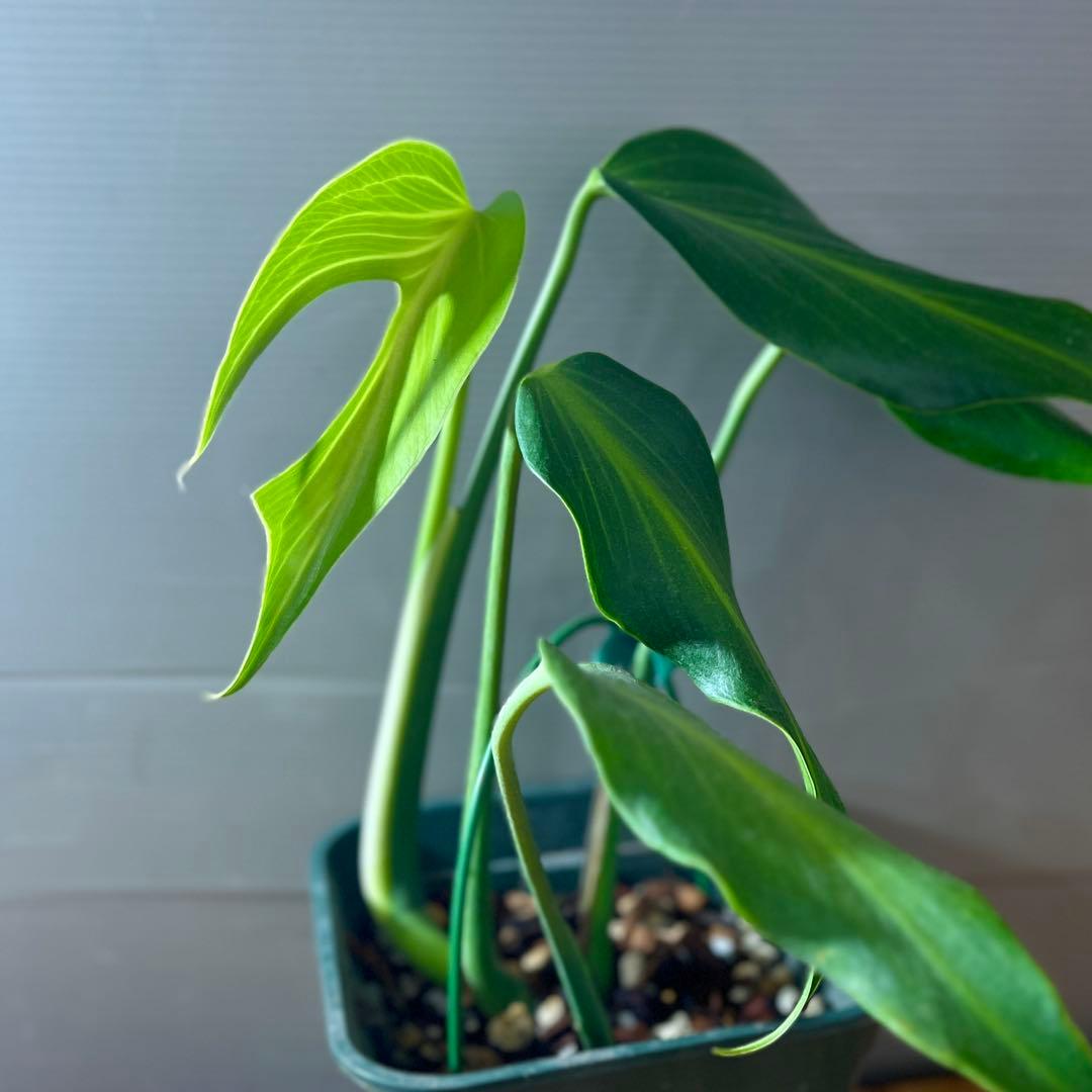 モンステラ　バールマルクスフレーム　大きめサイズ