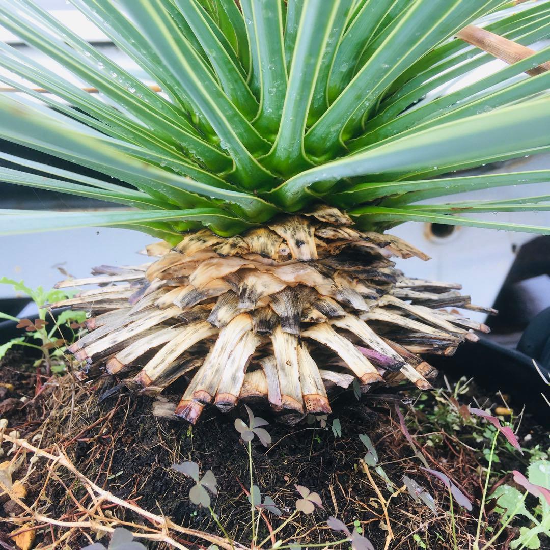 【高騰品種・発根済み】ユッカ ロストラータ スーパーシルバー 特選