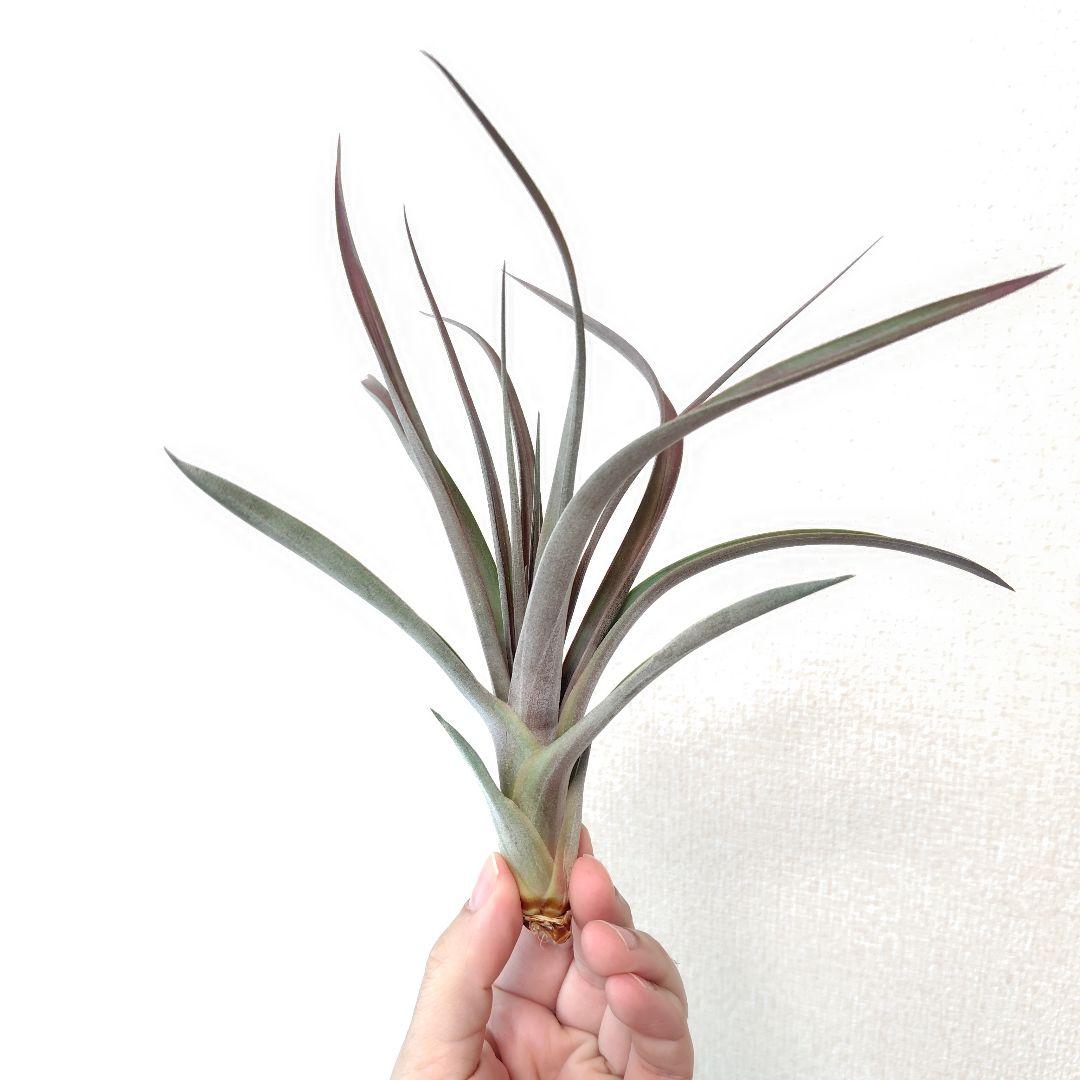 チランジア カピタータルブラ × ロシー