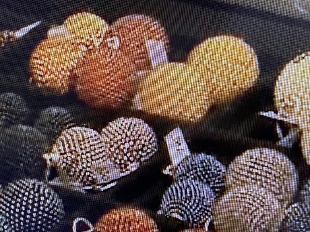 アンティークネックレス　ヨーロッパ骨董