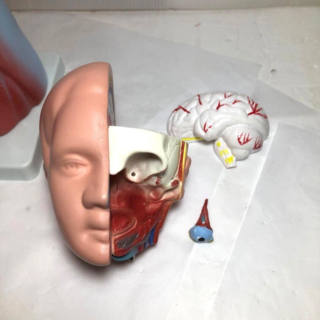 人体模型　解剖