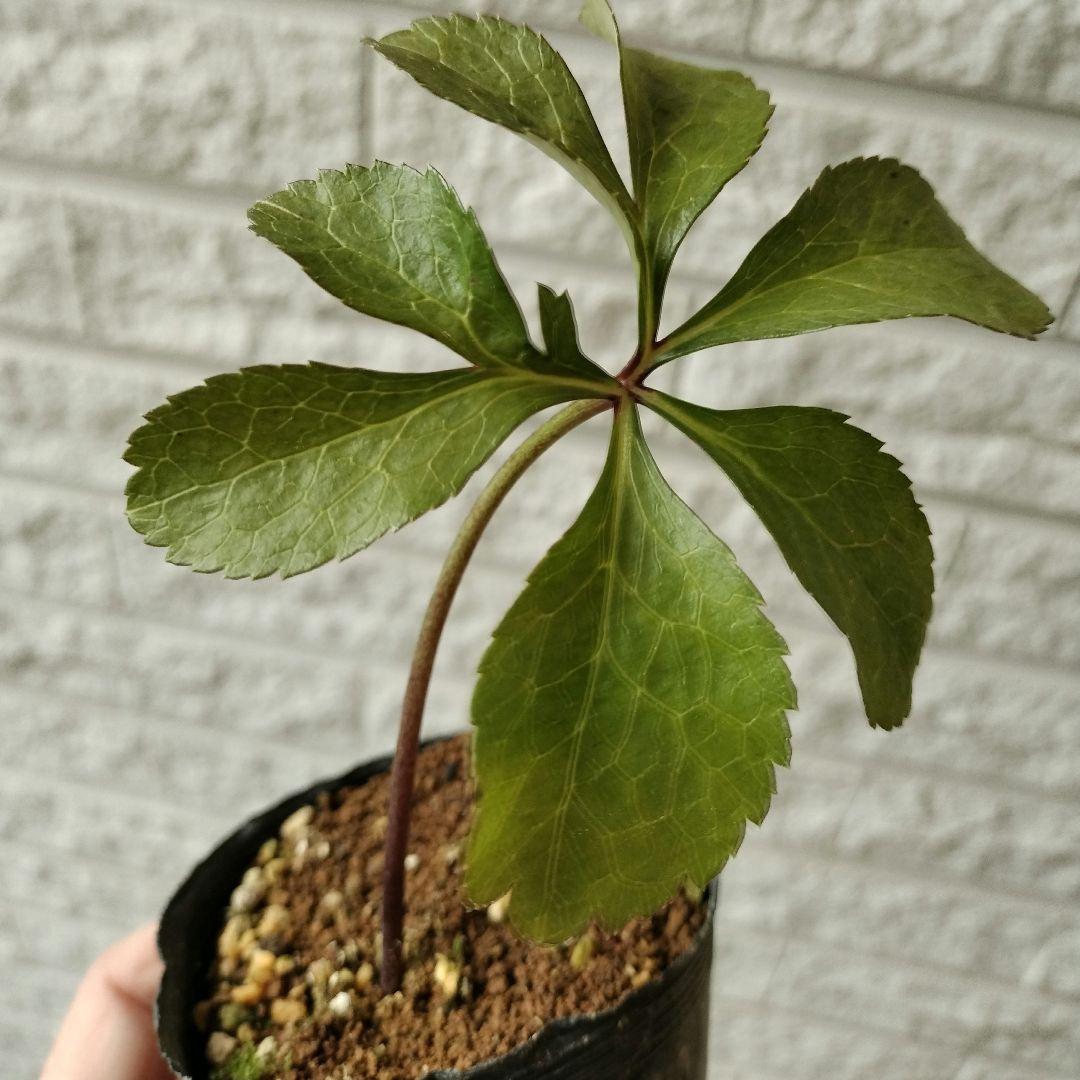 クリスマスローズ　dd　利休　2年株　1 苗　鉢　バラ