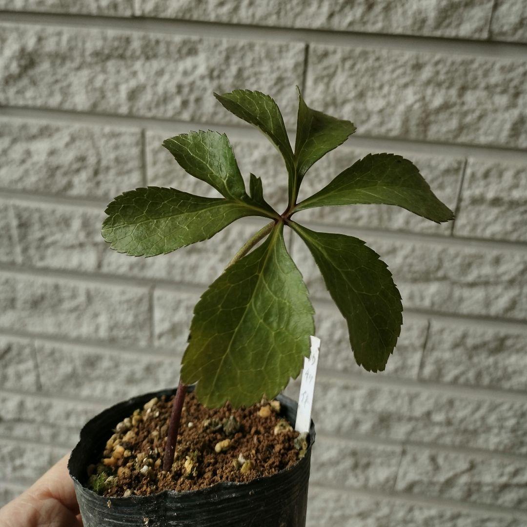 クリスマスローズ　dd　利休　2年株　1 苗　鉢　バラ