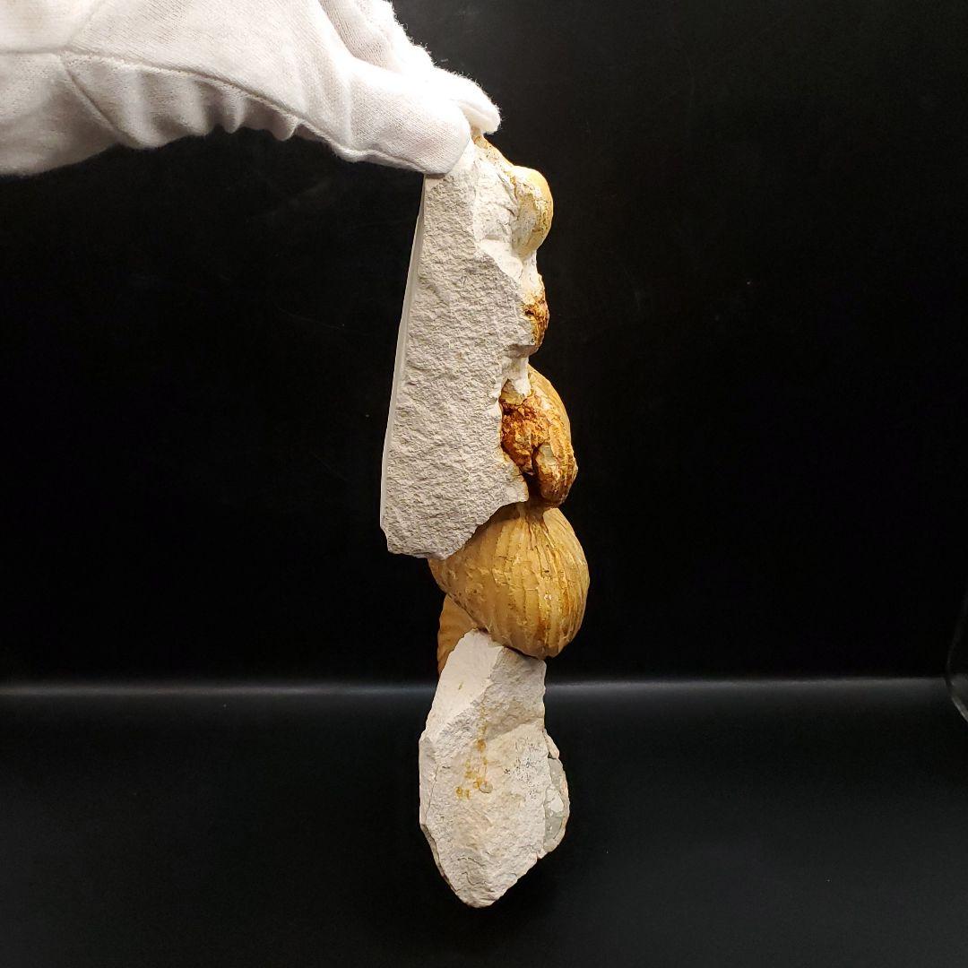 希少 異常巻き アンモナイト 化石 本物 フランス産 250mm fr34