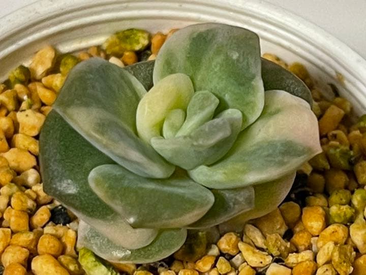 ❤️専用出品❤️ラブリーローズ錦❤️美斑に成長中①❤️