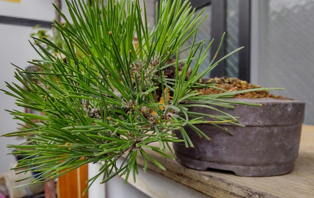 黒松　半懸崖　盆栽