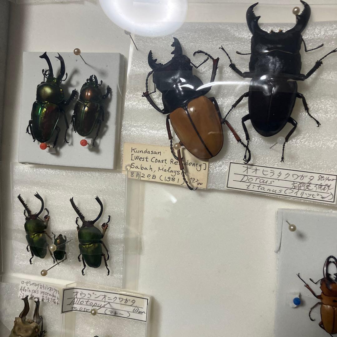 クワガタ標本セット フレーム付き