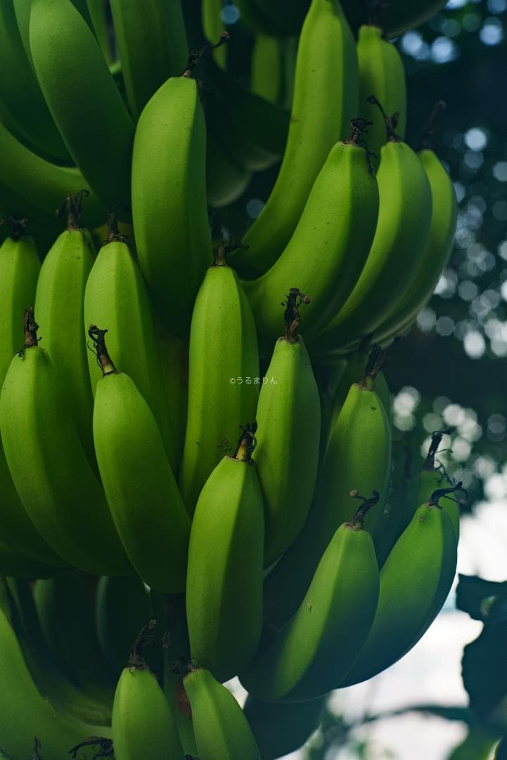 格安出品！名玉の現行型！Leica Summicron 50mm F2 4th